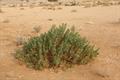 Rhazya stricta